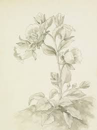 Image result for Campanula formanekiana