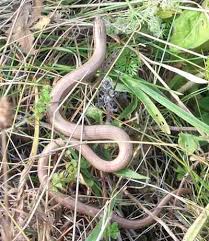 Attēlu rezultāti vaicājumam “Anguis fragilis adult”