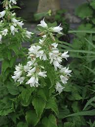 Image result for Campanula trachelium