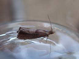 Attēlu rezultāti vaicājumam “Dichrorampha simpliciana”