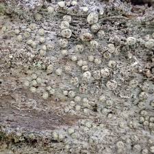 Attēlu rezultāti vaicājumam “Lecanactis abietina”