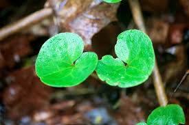 Attēlu rezultāti vaicājumam “Asarum europaeum leaf”