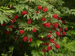 Attēlu rezultāti vaicājumam “Sambucus racemosa fruit”