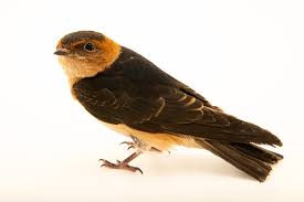 Image result for Cecropis daurica