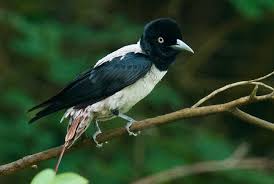 Attēlu rezultāti vaicājumam “Oriolus oriolus”