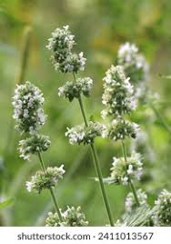 Image result for Melissa officinalis
