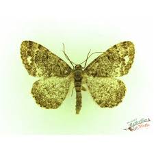 Attēlu rezultāti vaicājumam “Macaria alternata”