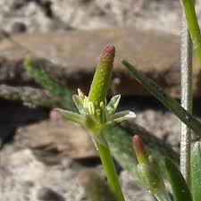 Attēlu rezultāti vaicājumam “Myosurus minimus flower”
