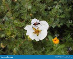 Attēlu rezultāti vaicājumam “Ampedus sanguinolentus”