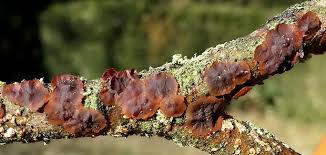 Attēlu rezultāti vaicājumam “Cytidia salicina”