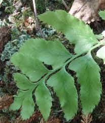 Attēlu rezultāti vaicājumam “Polystichum lonchitis”