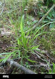 Attēlu rezultāti vaicājumam “Brachypodium sylvaticum”