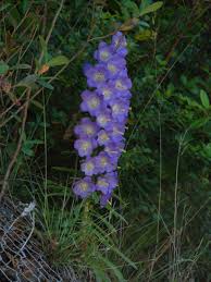 Image result for Campanula affinis
