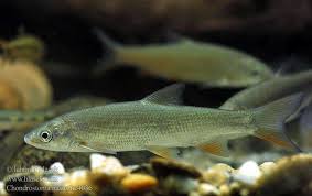 Image result for Chondrostoma nasus