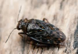 Attēlu rezultāti vaicājumam “Saldula saltatoria”