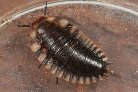 Attēlu rezultāti vaicājumam “Oiceoptoma thoracicum”