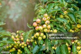 Attēlu rezultāti vaicājumam “Malus x zumi”