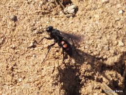 Attēlu rezultāti vaicājumam “Anoplius viaticus”