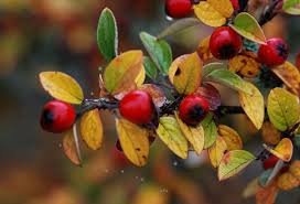 Attēlu rezultāti vaicājumam “Cotoneaster divaricatus fruit”