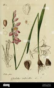 Attēlu rezultāti vaicājumam “Gladiolus imbricatus fruit”