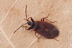 Attēlu rezultāti vaicājumam “Gastrodes grossipes”