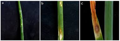 Attēlu rezultāti vaicājumam “Stemonitopsis aequalis var. microspora stalked”