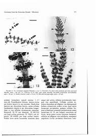 Attēlu rezultāti vaicājumam “Ceramium sp.”