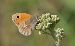 Attēlu rezultāti vaicājumam “Coenonympha pamphilus upperside”