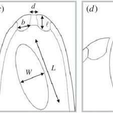 Attēlu rezultāti vaicājumam “Ombrophila violacea spores”