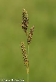 Attēlu rezultāti vaicājumam “Carex hartmanii”