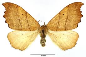 Attēlu rezultāti vaicājumam “Falcaria lacertinaria”