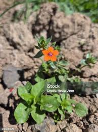 Attēlu rezultāti vaicājumam “Anagallis arvensis leaf”