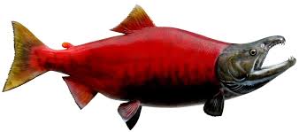 Image result for Oncorhynchus