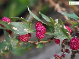 Attēlu rezultāti vaicājumam “Chenopodium foliosum fruit”