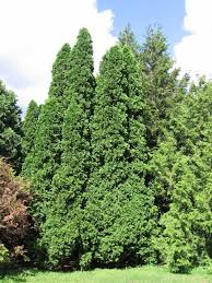 Attēlu rezultāti vaicājumam “Thuja occidentalis”