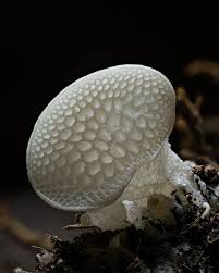 Attēlu rezultāti vaicājumam “Lentaria sp.”