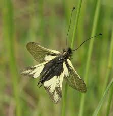 Attēlu rezultāti vaicājumam “Myrmeleontidae imago”
