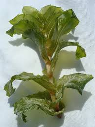 Attēlu rezultāti vaicājumam “Potamogeton perfoliatus”