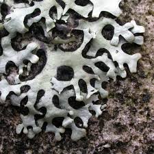 Attēlu rezultāti vaicājumam “Hypotrachyna sp.”