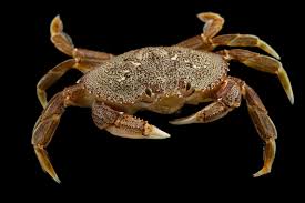 Image result for Metacarcinus magister