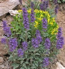 Image result for Phacelia