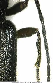 Attēlu rezultāti vaicājumam “Anogcodes melanurus”