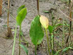 Attēlu rezultāti vaicājumam “Alisma plantago-aquatica fruit”