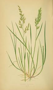 Attēlu rezultāti vaicājumam “Festuca pratensis”