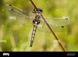 Attēlu rezultāti vaicājumam “Leucorrhinia rubicunda”