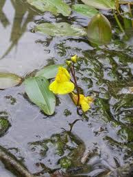 Attēlu rezultāti vaicājumam “Utricularia x neglecta leaf”
