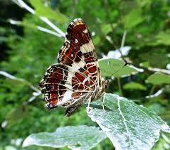 Attēlu rezultāti vaicājumam “Araschnia levana underside”