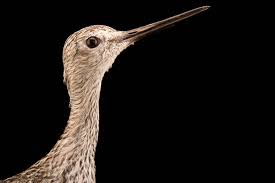 Image result for Tringa melanoleuca