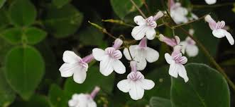 Image result for Streptocarpus
