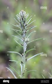 Attēlu rezultāti vaicājumam “Gnaphalium sylvaticum flower”